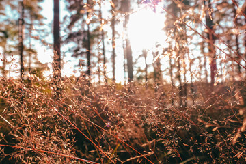 Small yellow blades of grass against the backdrop of sunbeams.