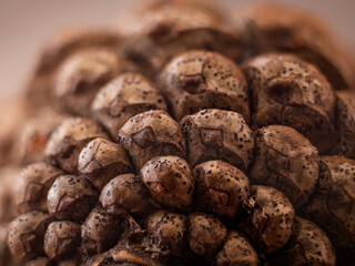 Macro image of the detailed patterns on the base of a pine cone