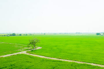 aerial view from flying drone of Field rice with landscape green pattern nature background, top view field rice
