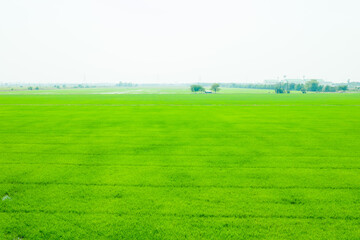 aerial view from flying drone of Field rice with landscape green pattern nature background, top view field rice
