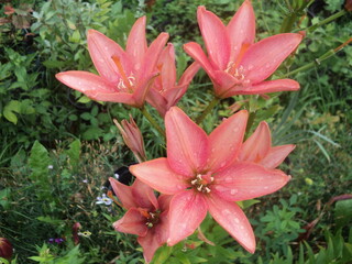 pink lily flower