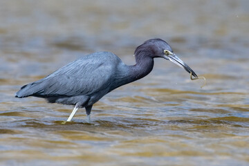 Tri Colored Heron