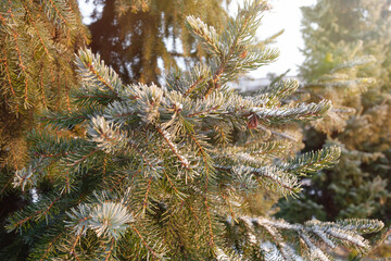 Spreading spruce in winter against the sky, view from below. Pine tree illuminated by the sun. Winter landscape.