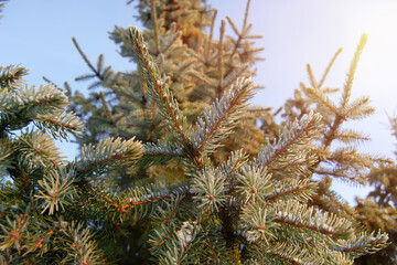 Spreading spruce in winter against the sky, view from below. Pine tree illuminated by the sun. Winter landscape.
