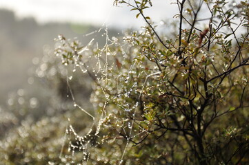 Spinnennetz im Morgentau