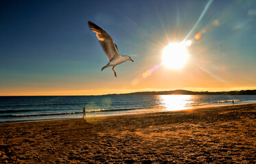 Fototapeta na wymiar Seagull in the sunriseon the beach