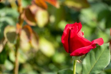 Red color rose flower on green leaf background