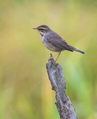 Bluethroat (Luscinia svecica) is a seal that is now placed in the flycatcher family. It is a migratory bird that nests in Europe, Asia and northwestern Alaska.