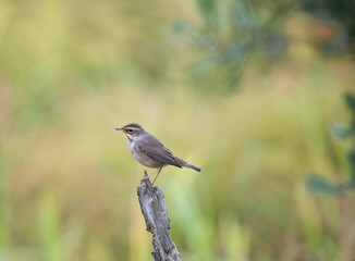 Bluethroat (Luscinia svecica) is a seal that is now placed in the flycatcher family. It is a migratory bird that nests in Europe, Asia and northwestern Alaska.