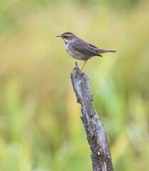 Bluethroat (Luscinia svecica) is a seal that is now placed in the flycatcher family. It is a migratory bird that nests in Europe, Asia and northwestern Alaska.