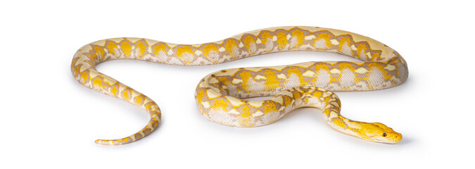 Full body shot of Lavender Albino Reticulated python aka Malayopython reticulatus snake. Isolated on white background.