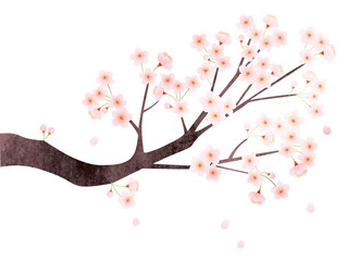 水彩風 満開の桜のイラスト