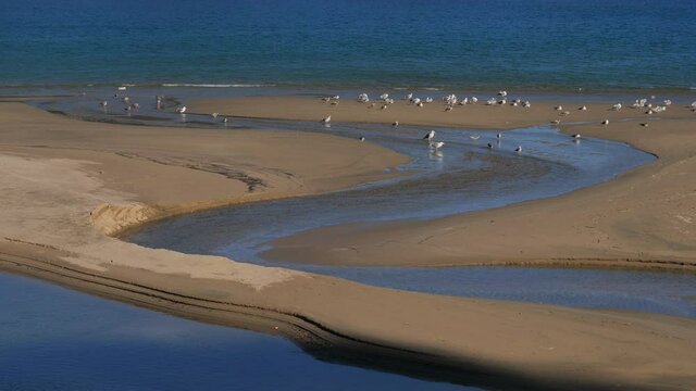 砂浜を曲がって流れる川と水鳥（三重県熊野市　新鹿海水浴場）