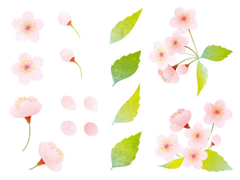 1 726 Best 葉桜 Images Stock Photos Vectors Adobe Stock