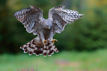 Northern Goshawk (accipiter gentilis) flying just before landing  in the forest in the Netherlands