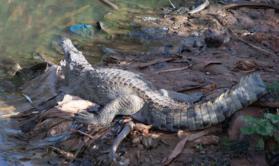 le caïman sacré de ouaga bangreweogo  en pleine capitale  au Burkina faso.