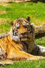 Siberian tiger (Panthera tigris altaica) 