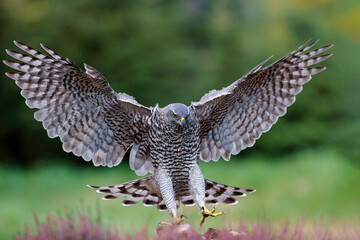 Northern Goshawk (accipiter gentilis) flying just before landing  in the forest in the Netherlands