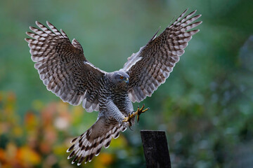 Northern Goshawk (accipiter gentilis) flying just before landing  in the forest in the Netherlands