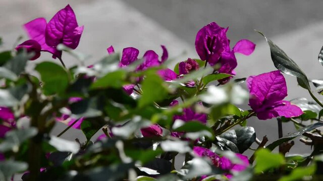 colorful bougainvillea plant in the rays of the sun