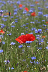 Fototapeta premium two poppies and blue cornflowers growing in the field