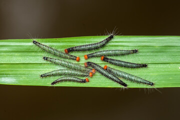 Nature Insects on wildlife