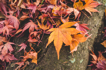 道に落ちた紅葉のもみじ
