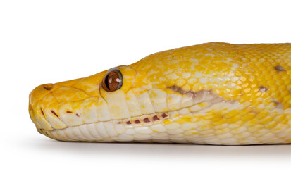 Head shot of Lavender Albino Reticulated python aka Malayopython reticulatus snake. Isolated on white background.