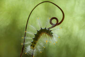 Nature Insects on wildlife