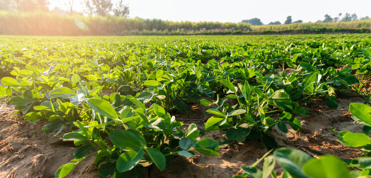 Peanut plant in farm with morning light