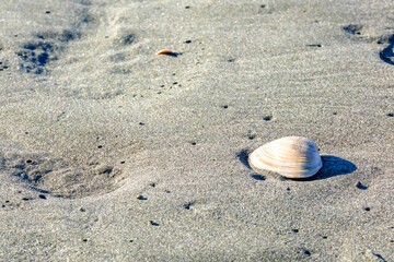 Fototapeta na wymiar 【神奈川県 江ノ島】砂浜と貝殻