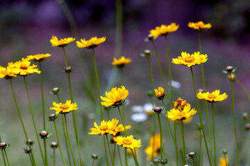 De focused view of yellow daisy or Coreopsis blooming in a spring park. Abstract floral seasonal background or banner. Blooming in garden. Shallow depth of field