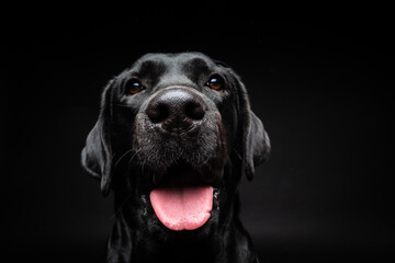 Portrait of a Labrador Retriever dog on an isolated black background.