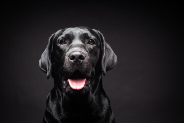 Portrait of a Labrador Retriever dog on an isolated black background.