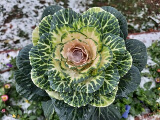 cabbage