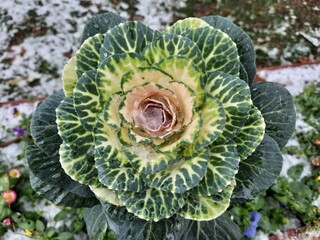 cabbage