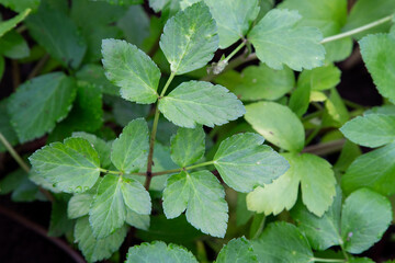Fototapeta na wymiar Alexander herb (Smyrnium olusatrum) horse parsley black lovage every part of the plant is edible