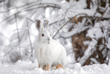 A Snowshoe hare closeup in winter in Canada