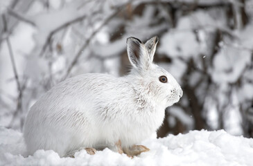 White Snowshoe hare or Varying hare closeup in winter in Canada