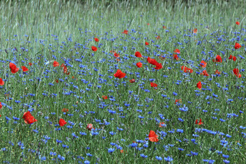 field of cornflowers poppies and wheat. tidewater green color