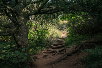 Hiking trail in the forest leading to the top of the Puy De la Vache volcano in Auvergne, France
