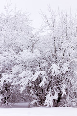 Snow and rime ice on the branches of bushes, winter background with twigs covered with hoarfrost