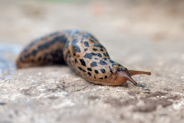 Slug slowly creeps on the ground, close-up