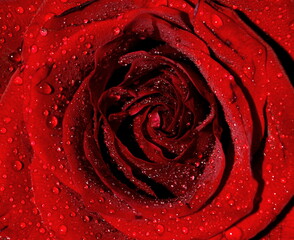 close up beautiful rose with water drops