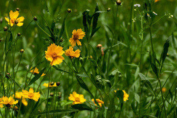 Delicate yellow flower Careopsis or yellow chamomile on background of blurred greenery in spring park. Floral seasonal background or banner. Blooming in garden. Shallow depth of field