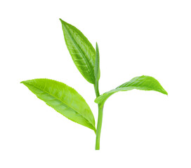 green tea leaf isolated on white background