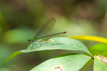 Fototapeta premium Nature Insects on wildlife