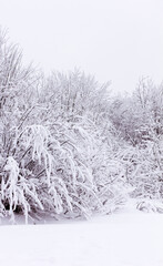 Snow and rime ice on the branches of bushes, winter background with twigs covered with hoarfrost