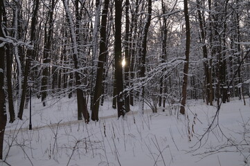 forest in winter