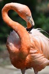 ベニイロフラミンゴ